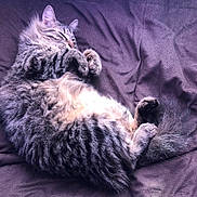 Milo joined the competition — help win amazing prizes! animal, blanket, cat, cozy, cute, feline, fluffy, fur, indoor, mammal, nap, paws, pet, relaxed, resting, sleeping, soft, tabby, tail, whiskers