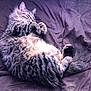 animal, blanket, cat, cozy, cute, feline, fluffy, fur, indoor, mammal, nap, paws, pet, relaxed, resting, sleeping, soft, tabby, tail, whiskers