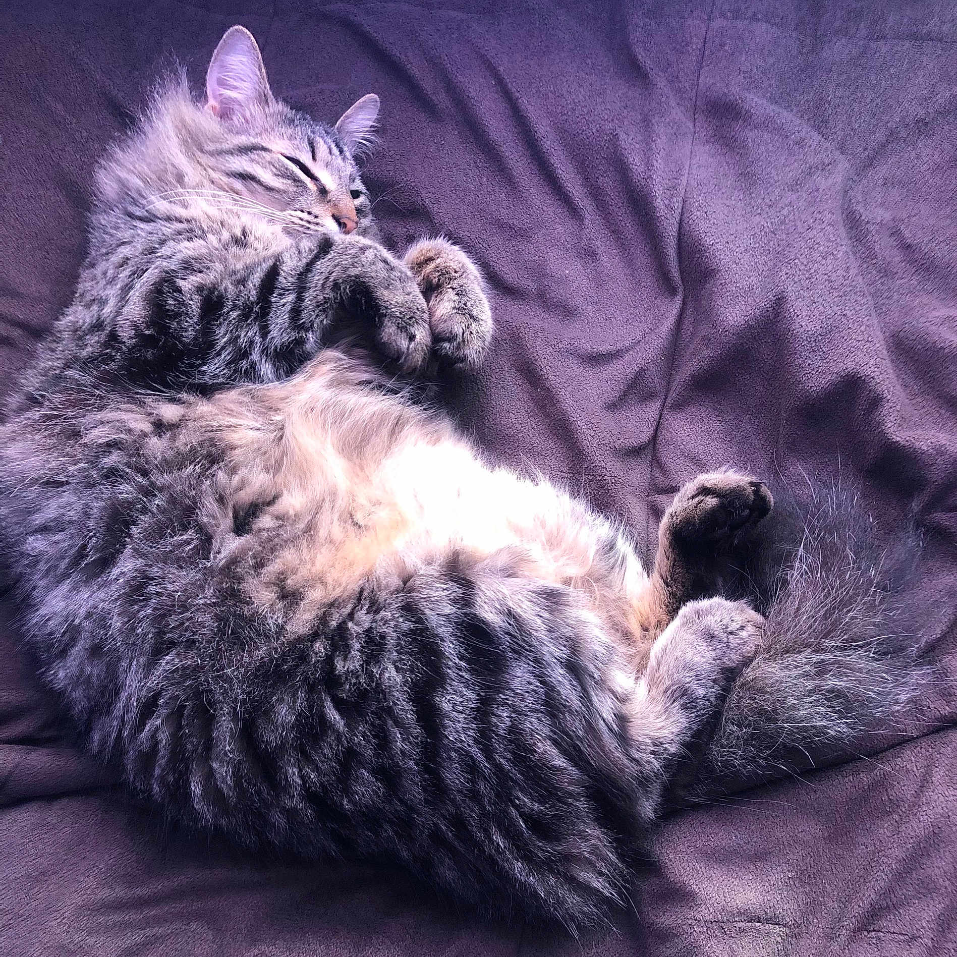 Milo joined the competition — help win amazing prizes! animal, blanket, cat, cozy, cute, feline, fluffy, fur, indoor, mammal, nap, paws, pet, relaxed, resting, sleeping, soft, tabby, tail, whiskers