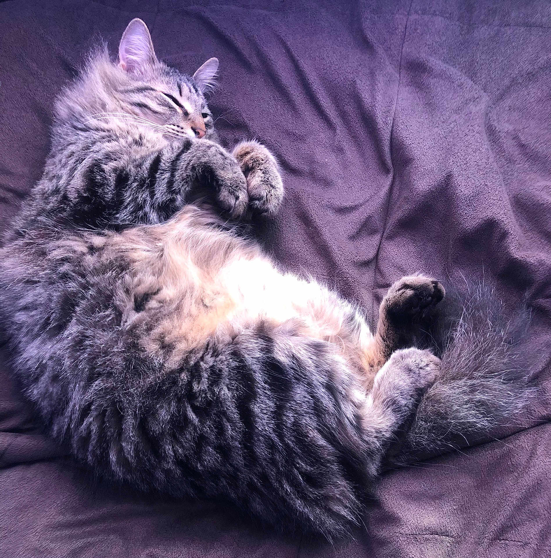 Milo joined the competition — help win amazing prizes! animal, blanket, cat, cozy, cute, feline, fluffy, fur, indoor, mammal, nap, paws, pet, relaxed, resting, sleeping, soft, tabby, tail, whiskers