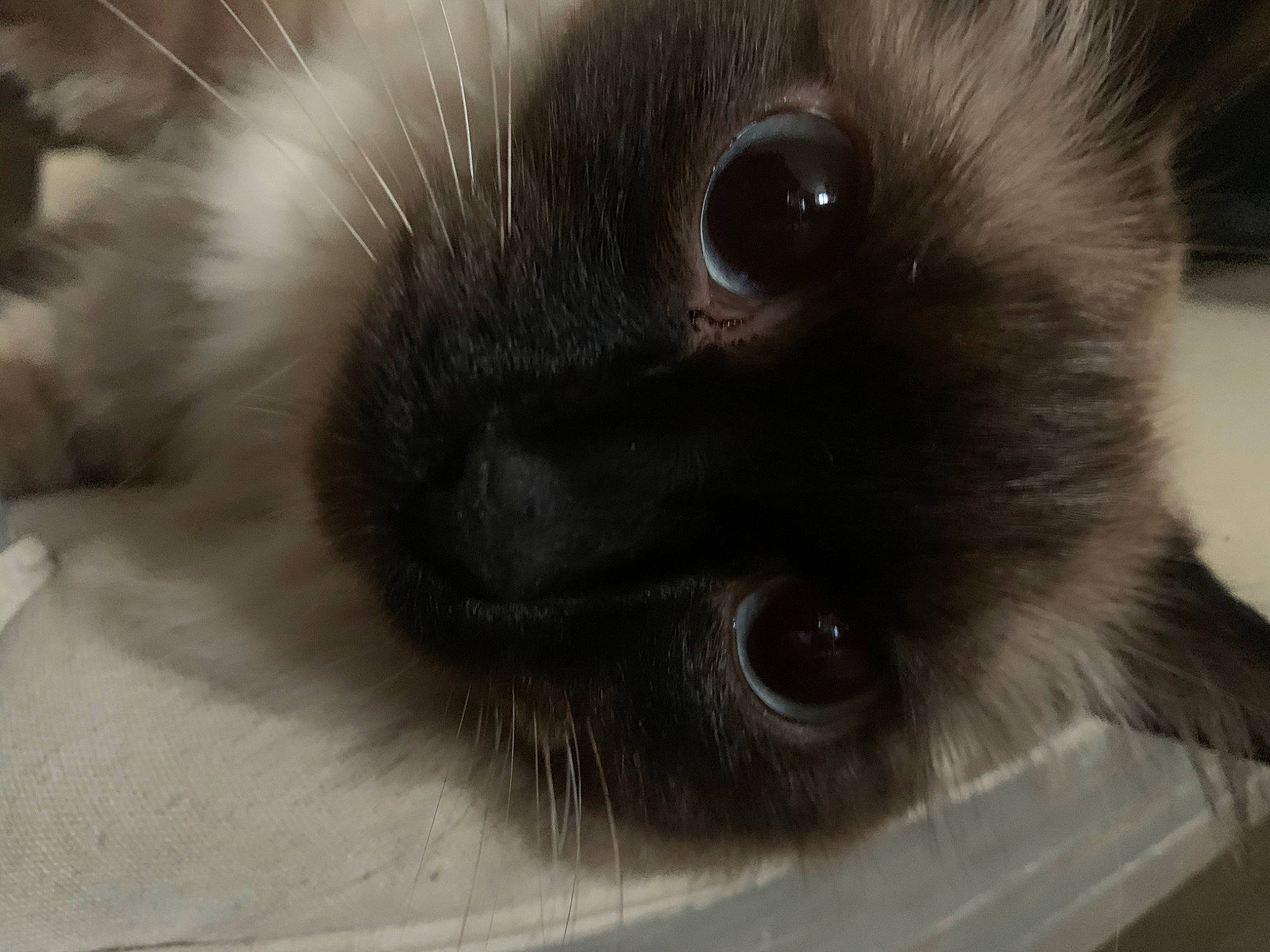 Keshia a rejoint le concours — aidez-le/la à gagner de superbes lots ! balinese, birman, carnivore, cat, close_up, eye, fawn, felidae, fur, himalayan, iris, mammal, ragdoll, siamese, small_to_medium_sized_cats, snout, thai, tonkinese, vertebrate, whiskers