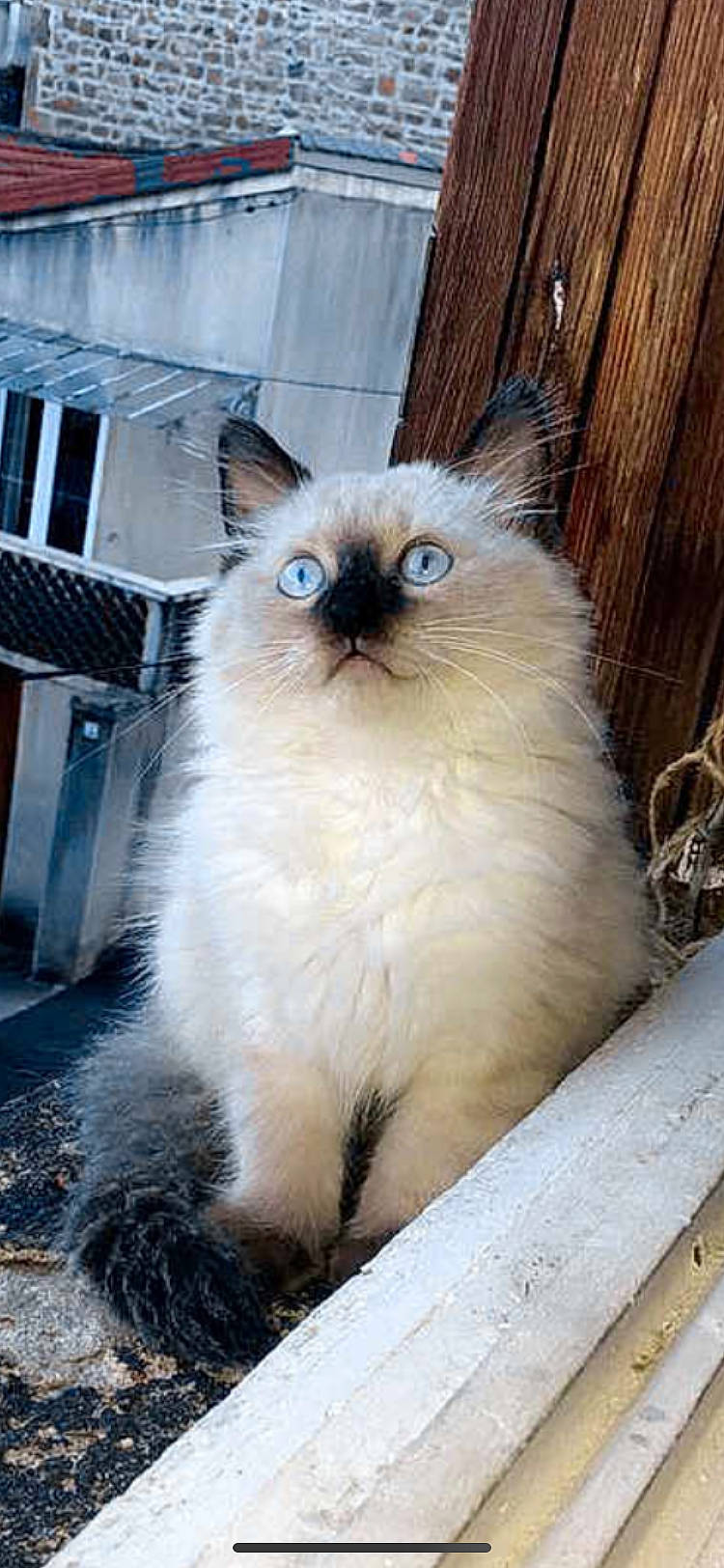 Keshia a rejoint le concours — aidez-le/la à gagner de superbes lots ! asian_semi_longhair, balinese, birman, british_semi_longhair, carnivore, cat, domestic_long_haired_cat, eye, felidae, himalayan, mammal, ojos_azules, ragdoll, siamese, siberian, small_to_medium_sized_cats, thai, tonkinese, vertebrate, whiskers