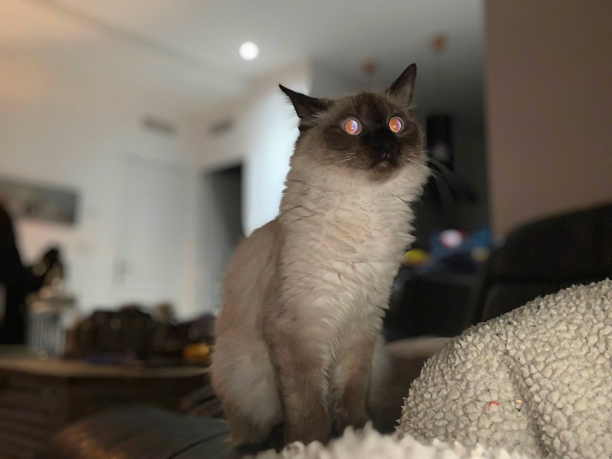 Keshia a rejoint le concours — aidez-le/la à gagner de superbes lots ! balinese, birman, carnivore, cat, colorpoint_shorthair, felidae, fur, himalayan, javanese, mammal, ragdoll, siamese, small_to_medium_sized_cats, snowshoe, thai, tonkinese, vertebrate, whiskers