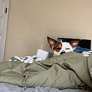 Piggy-Roo is registered to the contest to win money with this photo: dog, bed, blanket, indoor, peeking, cozy, brown_and_white, ears, nap, bedding, wall, door, furniture, relaxed, sleepy, pet, home, resting, animal, comfort