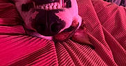 Piggy-Roo joined the competition — help win amazing prizes! animal, blanket, canine, close_up, collar, cozy, cute, dog, fur, indoor, nose, pet, pink_light, playful, red, resting, smile, teeth, texture, upside_down