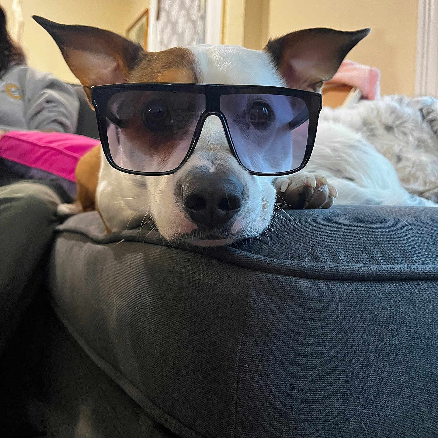Piggy-Roo joined the competition — help win amazing prizes! dog, sunglasses, couch, indoor, pet, relaxed, brown_and_white, ears, nose, paw, furniture, living_room, person_blurred, window, blanket, resting, close_up, domestic, cute, animal