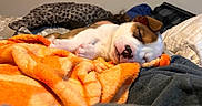 Piggy-Roo is registered to the contest to win money with this photo: puppy, sleeping, blanket, orange, cozy, bed, resting, cute, pet, fur, domestic_animal, animal, young, indoor, comfort, relaxation, snout, paw, warm, soft