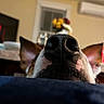dog, nose, close_up, ears, indoor, blurred_background, home, window, flowers, table, resting, animal, pet, snout, whiskers, fur, domestic, muzzle, portrait, comfy