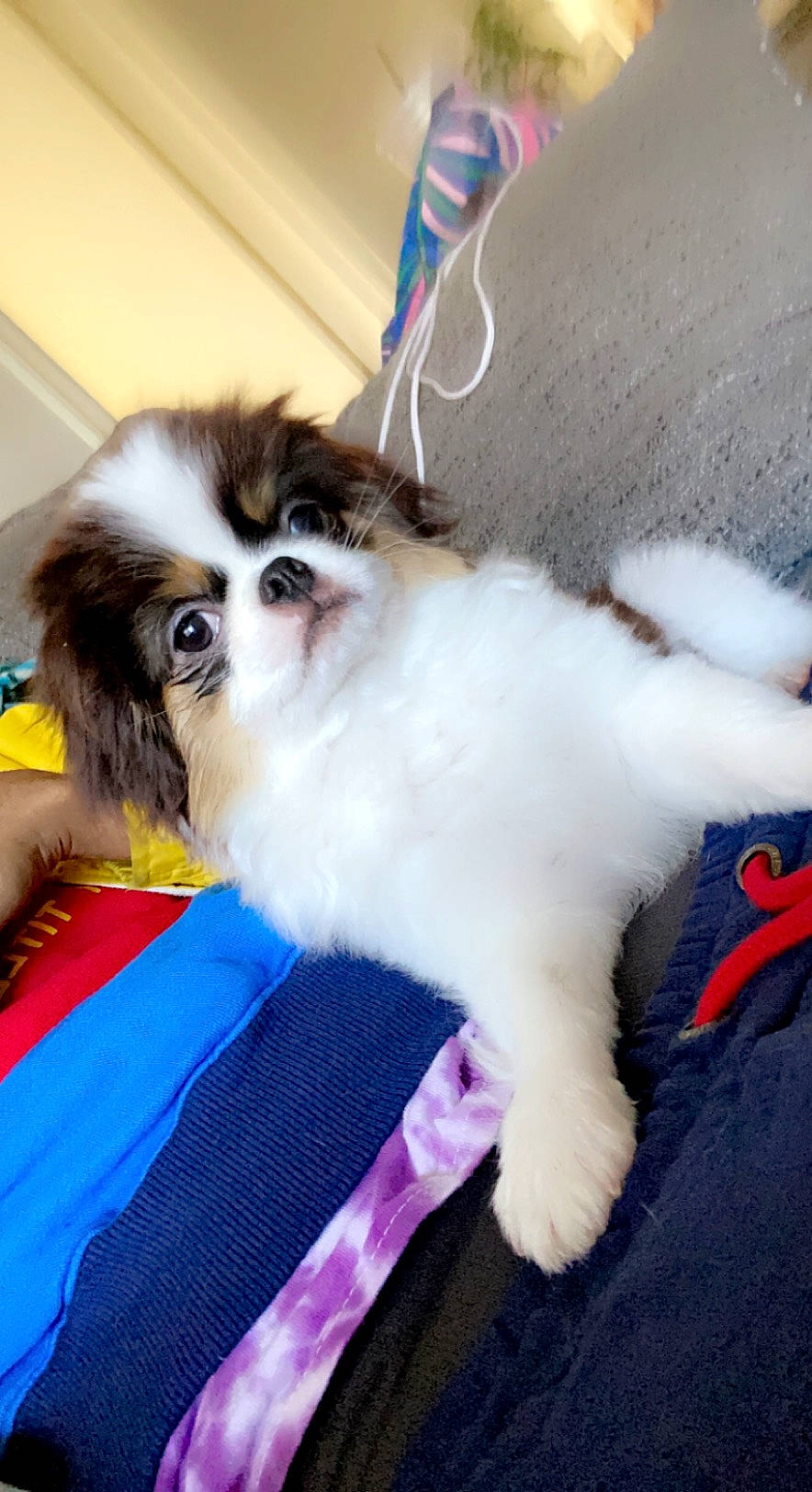 Bruno is registered to the contest to win money with this photo: canidae, carnivore, companion_dog, dog, dog_breed, dog_supply, electric_blue, fawn, fur, non_sporting_group, papillon, paw, pet_supply, puppy, snout, sporting_group, tail, toy_dog, whiskers, working_animal