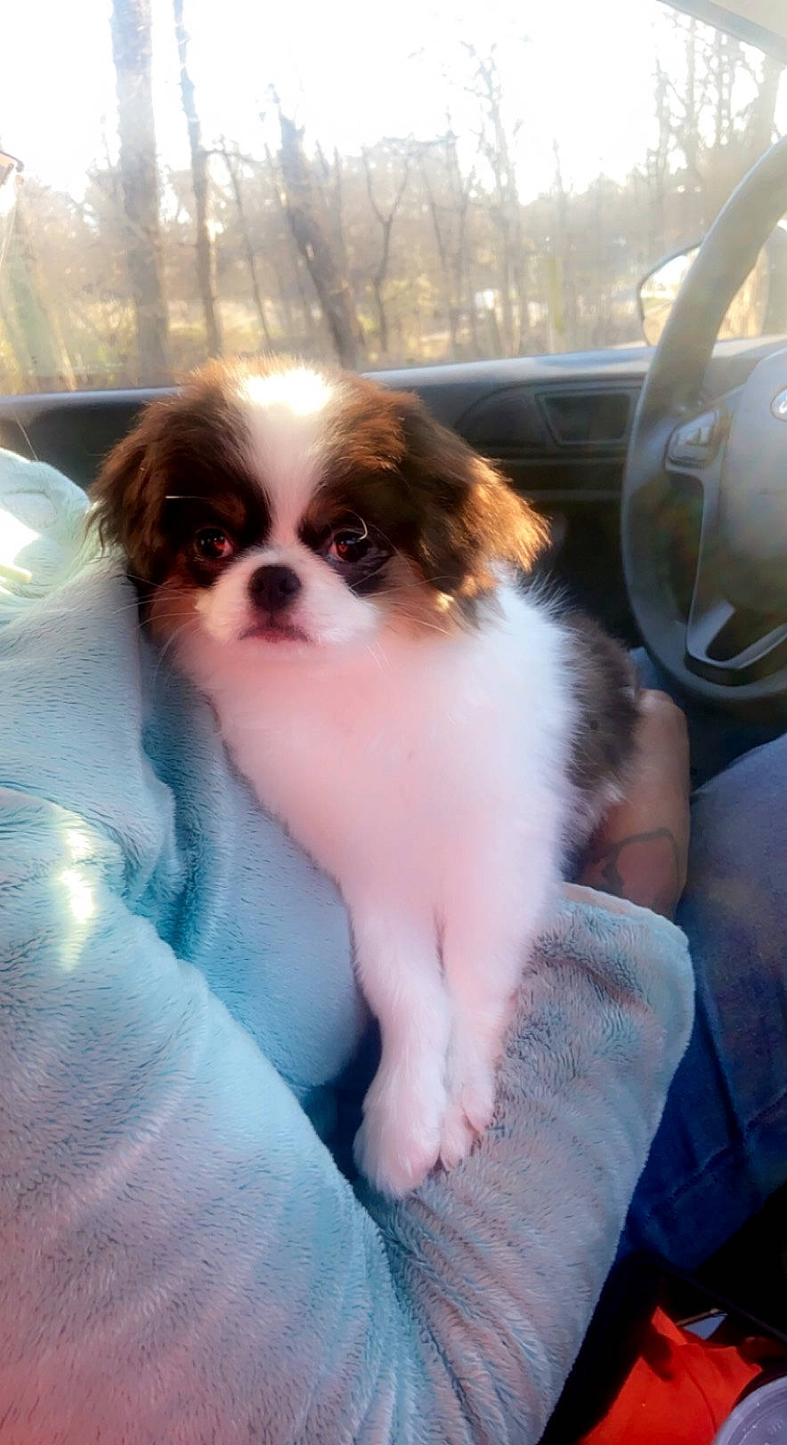 Bruno is registered to the contest to win money with this photo: automotive_exterior, canidae, car, carnivore, companion_dog, dog, dog_breed, door, fawn, fur, japanese_chin, king_charles_spaniel, personal_luxury_car, snout, spaniel, sporting_group, toy_dog