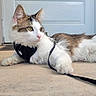 Remi is registered to the contest to win money with this photo: cat, feline, pet, harness, leash, relaxed, outdoor, concrete, door, white, brown, fur, whiskers, ears, paw, side_view, animal, domestic, cute, calm