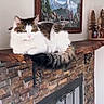 Remi joined the competition — help win amazing prizes! cat, fluffy, mantel, fireplace, stone_wall, wooden_mantel, tabby, indoor, decor, painting, mountains, cozy, pet, feline, resting, house, living_room, wooden_decor, animal, relaxed
