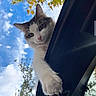 cat, animal, pet, white_fur, gray_fur, paw, car_door, sky, clouds, tree, leaves, outdoor, daytime, curious, cute, feline, nature, closeup, portrait, playful