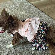Ginger is registered to the contest to win money with this photo: animal, brown_dog, canine, carpet, cute, dog, domestic, fashion, floral_pants, fluffy, indoor, pet, pet_clothing, pink_clothing, playful, ruffled_top, small_dog, tongue_out, white_paws, wood_floor
