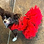 dog, small_dog, chihuahua, red_dress, ruffles, cute, pet, fur, animal, costume, indoor, floor, brown, white_paw, looking_up, ears_up, tongue_out, fashion, tiny, adorable