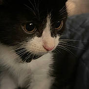 Mochi joined the competition — help win amazing prizes! cat, kitten, close_up, portrait, pet, black_and_white, whiskers, pink_nose, eyes, fur, indoor, cozy, collar, bedding, feline, sitting, curious, soft_lighting, shallow_depth_of_field, domestic_cat