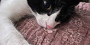 Mochi is registered to the contest to win money with this photo: cat, kitten, tuxedo_cat, black_and_white, paw, pink_nose, whiskers, close_up, pet, bed, blanket, quilt, textile, fur, eye, indoor, resting, sleepy, domestic_animal, portrait