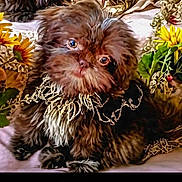 Maddie is registered to the contest to win money with this photo: dog, fluffy, brown, flowers, yellow_flowers, lace, pet, cute, fur, animal, portrait, indoors, decor, closeup, eyes, cozy, soft, nature, adorable, resting