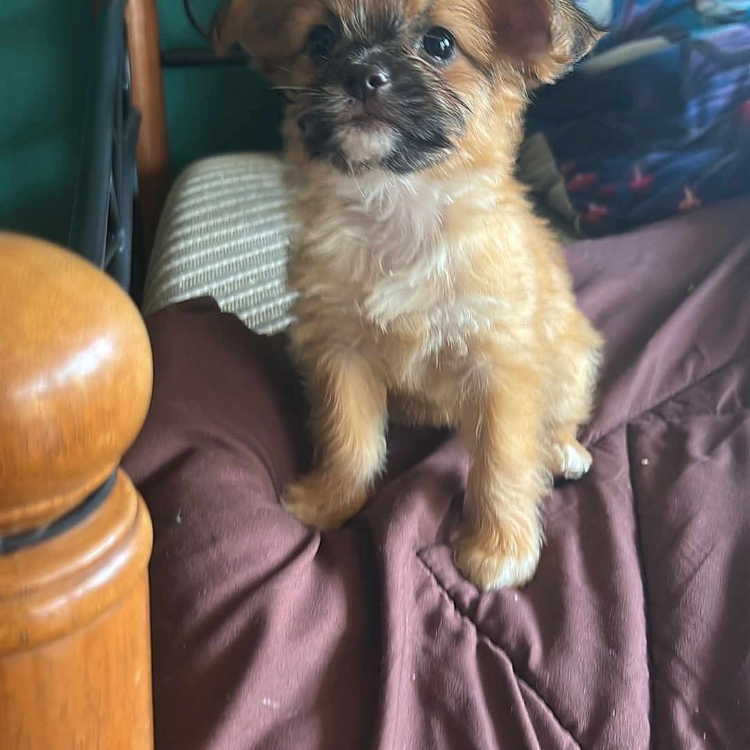 Mia joined the competition — help win amazing prizes! animal, bed, blanket, brown, cozy, curious, cute, dog, domestic, ears, face, fur, furry, indoors, pet, pillow, puppy, sitting, small, wooden_bedpost