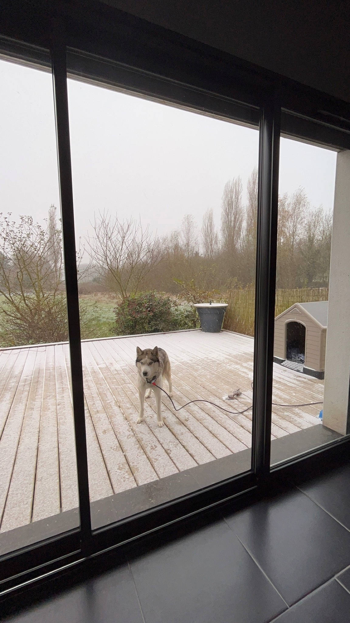 Rogue participe au concours pour gagner de l'argent avec cette photo : building, carnivore, companion_dog, dog, dog_breed, door, fawn, fixture, floor, flooring, glass, hardwood, interior_design, porch, shade, sky, tints_and_shades, tree, window, wood