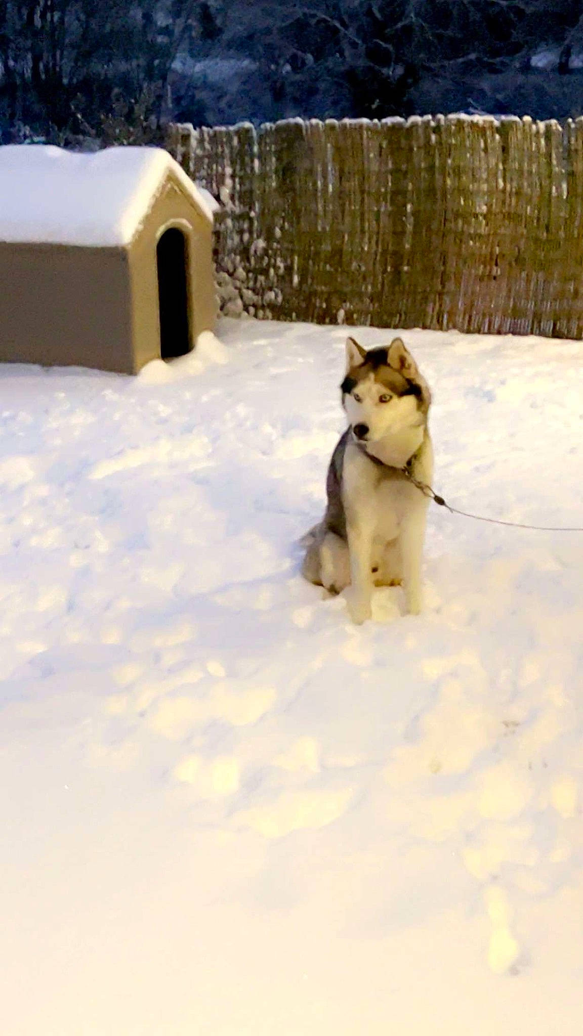 Rogue participe au concours pour gagner de l'argent avec cette photo : carnivore, collar, companion_dog, dog, dog_breed, fawn, felidae, freezing, house, pet_supply, recreation, slope, small_to_medium_sized_cats, snout, snow, sporting_group, tail, tree, winter, wood