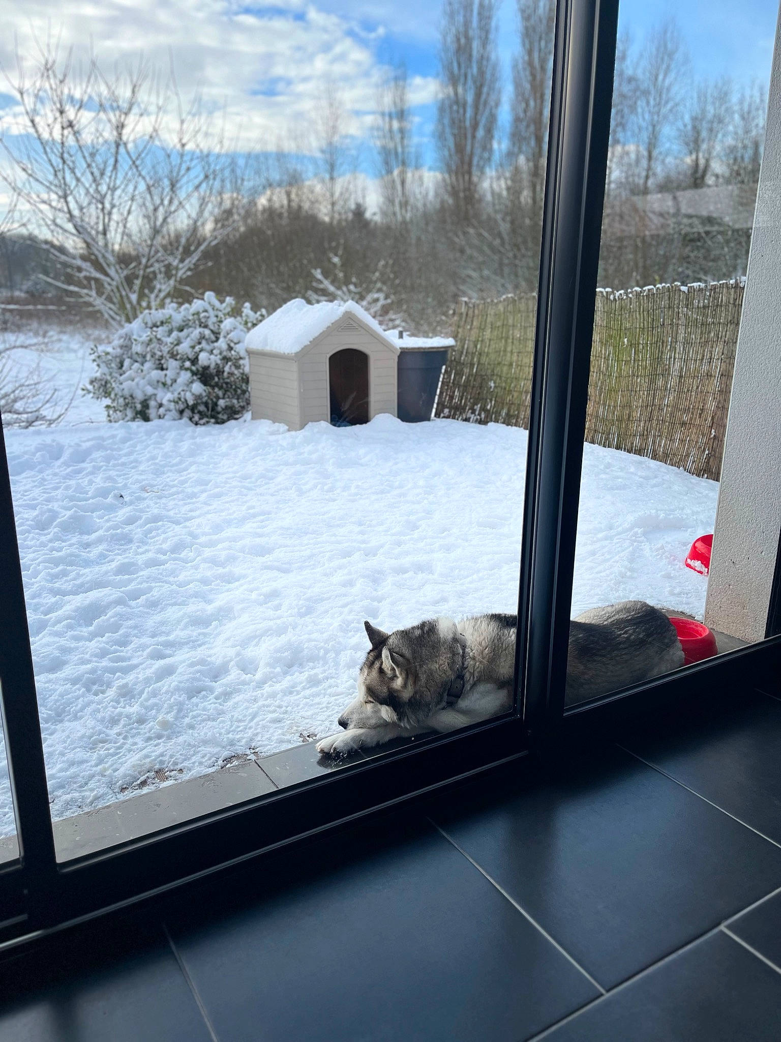 Rogue participe au concours pour gagner de l'argent avec cette photo : architecture, building, carnivore, cat, cloud, cottage, felidae, house, plant, roof, shade, siding, sky, small_to_medium_sized_cats, snow, tints_and_shades, tree, window, winter, wood