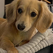 Anaë participe au concours pour gagner de l'argent avec cette photo : dog, puppy, golden_fur, blanket, couch, indoor, pet, fur, ears, face, paw, shelf, books, decor, curious, cozy, animal, portrait, home, relaxed