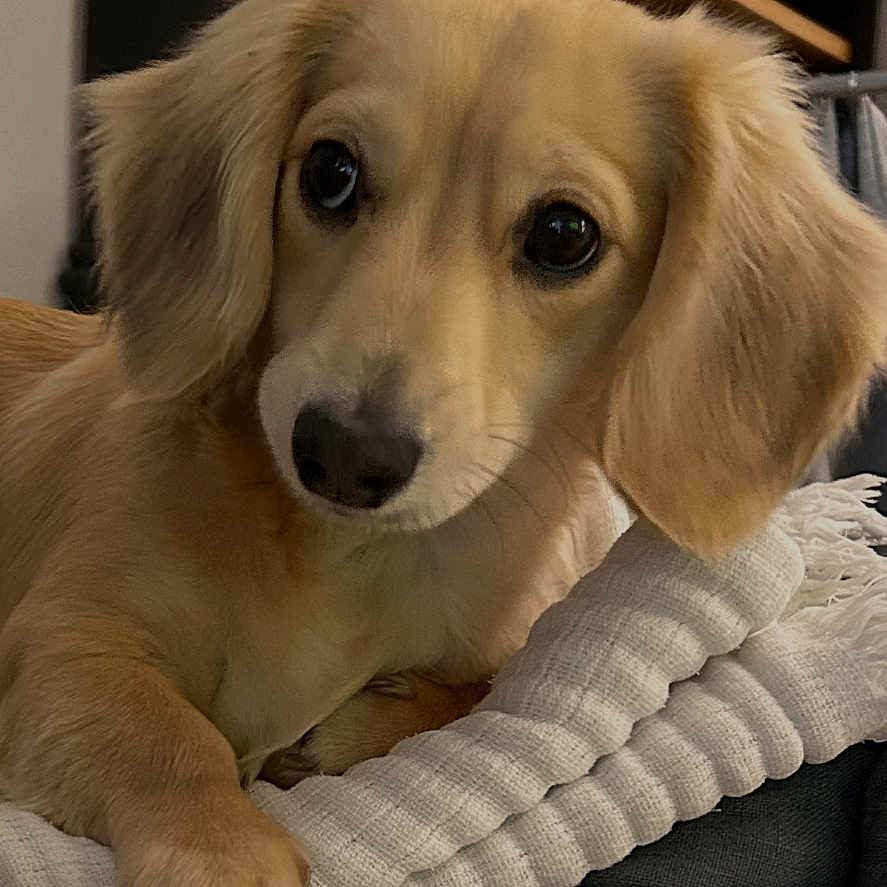 Anaë participe au concours pour gagner de l'argent avec cette photo : animal, blanket, books, couch, cozy, curious, decor, dog, ears, face, fur, golden_fur, home, indoor, paw, pet, portrait, puppy, relaxed, shelf