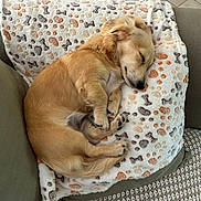 Anaë participe au concours pour gagner de l'argent avec cette photo : animal, blanket, canine, comfort, couch, cozy, curled_up, cute, dog, fur, indoor, light_brown, peaceful, pet, puppy, relaxed, resting, sleeping, small_dog, soft_texture