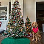 christmas_tree, decorations, golden_retriever, dog, red_bandana, holiday, indoor, wooden_floor, ornaments, lights, pine_cones, festive, green_tree_skirt, living_room, two_trees, pet, canine, holiday_decor, seasonal, celebration