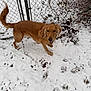 Rambo is registered to the contest to win money with this photo: dog, golden_retriever, snow, outdoor, pet, canine, playful, winter, fence, leafy_branches, fur, animal, nature, happy, paw_prints, snout, tail, walking, ground, daytime