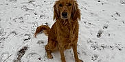 Rambo joined the competition — help win amazing prizes! dog, golden_retriever, snow, footprints, outdoor, pet, animal, winter, fence, grass, nature, canine, sitting, fur, muzzle, ears, tail, looking, ground, calm