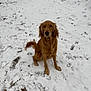 dog, golden_retriever, snow, footprints, outdoor, pet, animal, winter, fence, grass, nature, canine, sitting, fur, muzzle, ears, tail, looking, ground, calm
