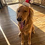 Rambo joined the competition — help win amazing prizes! dog, golden_retriever, santa_hat, yawning, tongue_out, indoor, wooden_floor, sunlight, pet, holiday, festive, canine, animal, cute, domestic_animal, mammal, furry, adorable, pet_accessory, relaxed