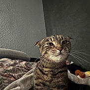 Mika is registered to the contest to win money with this photo: cat, tabby, feline, pet, animal, portrait, close_up, whiskers, green_eyes, striped_fur, sitting, bed, blanket, pillow, plush_toy, bedroom, indoor, gray_fur, alert, funny_expression