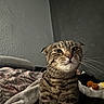 cat, tabby, feline, pet, animal, portrait, close_up, whiskers, green_eyes, striped_fur, sitting, bed, blanket, pillow, plush_toy, bedroom, indoor, gray_fur, alert, funny_expression