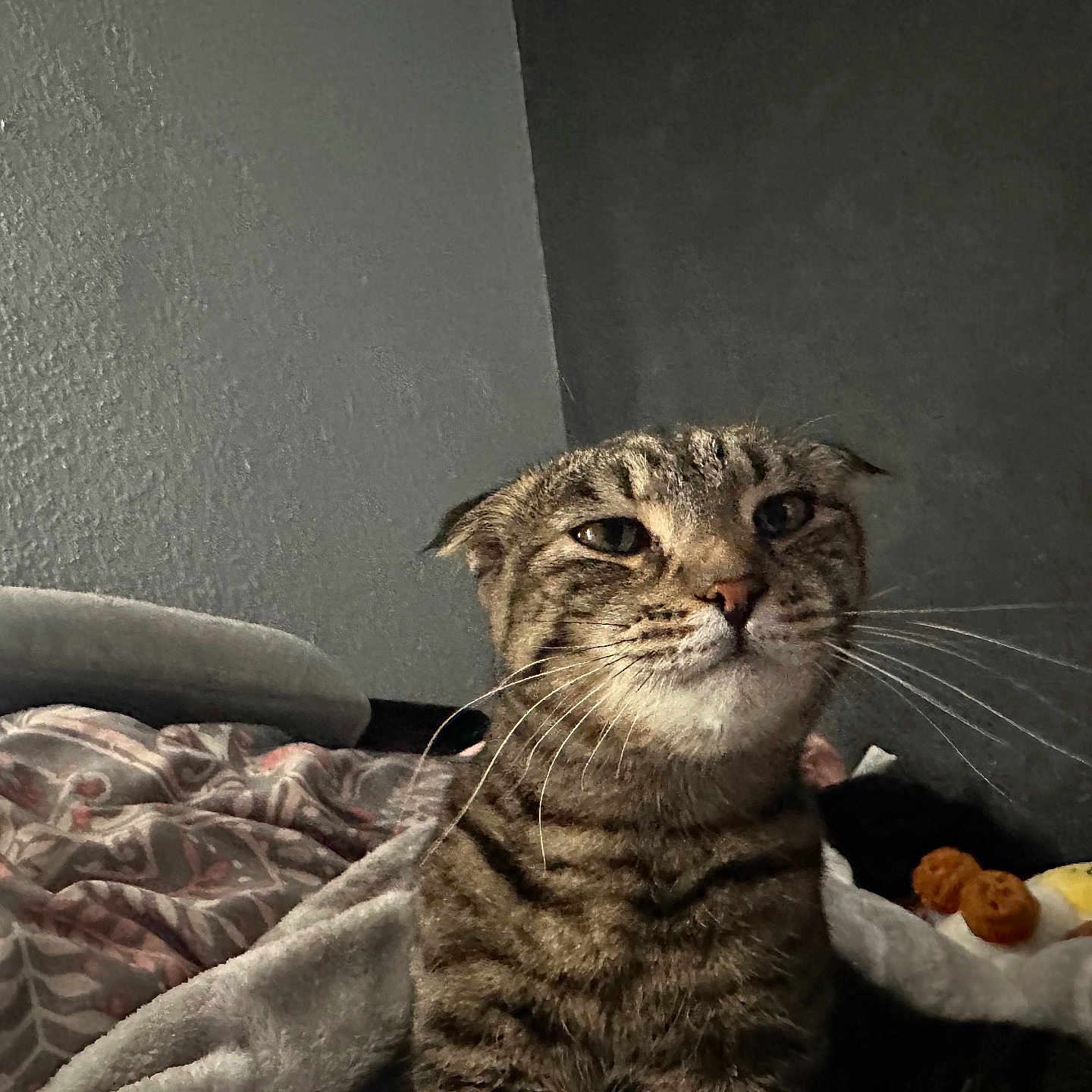 Mika is registered to the contest to win money with this photo: cat, tabby, feline, pet, animal, portrait, close_up, whiskers, green_eyes, striped_fur, sitting, bed, blanket, pillow, plush_toy, bedroom, indoor, gray_fur, alert, funny_expression