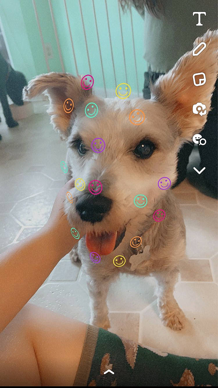 Sarge is registered to the contest to win money with this photo: canidae, carnivore, collar, companion_dog, dog, dog_breed, dog_clothes, dog_collar, dog_supply, ear, fashion_accessory, fawn, fur, happy, party_hat, pink, snout, sporting_group, toy_dog, working_animal