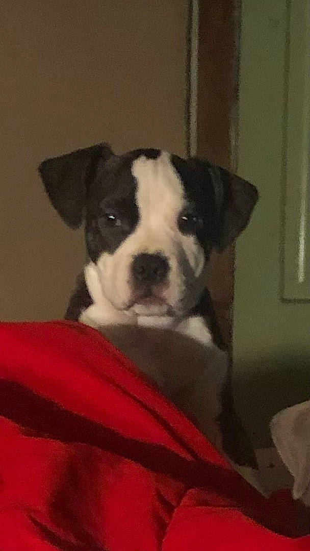 Doopy joined the competition — help win amazing prizes! bored, boston_terrier, boxer, canidae, carnivore, comfort, companion_dog, dog, dog_breed, french_bulldog, fur, molosser, non_sporting_group, olde_english_bulldogge, puppy, snout, toy_dog, whiskers, working_animal, working_dog