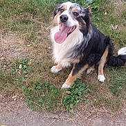 Uzzy a rejoint le concours — aidez-le/la à gagner de superbes lots ! dog, tricolor, tongue_out, sitting, grass, outdoor, pet, happy, canine, nature, ground, playful, fur, animal, looking_up, path, leaf, paw, smiling, friendly
