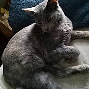 Jersey joined the competition — help win amazing prizes! abyssinian, angora, animal, armchair, blanket, cat, chair, couch, cushion, egyptiancat, furniture, gray, homedecor, kitten, linen, manx, person, pet, siamese, sleeping