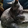 abyssinian, angora, animal, armchair, blanket, cat, chair, couch, cushion, egyptiancat, furniture, gray, homedecor, kitten, linen, manx, person, pet, siamese, sleeping