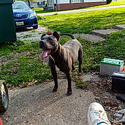 Mia is registered to the contest to win money with this photo: dog, black_dog, tongue_out, outdoor, yard, concrete_path, grass, car, blue_car, trash_bin, house, tree, daylight, person_leg, shoe, battery, happy, pet, summer, nature