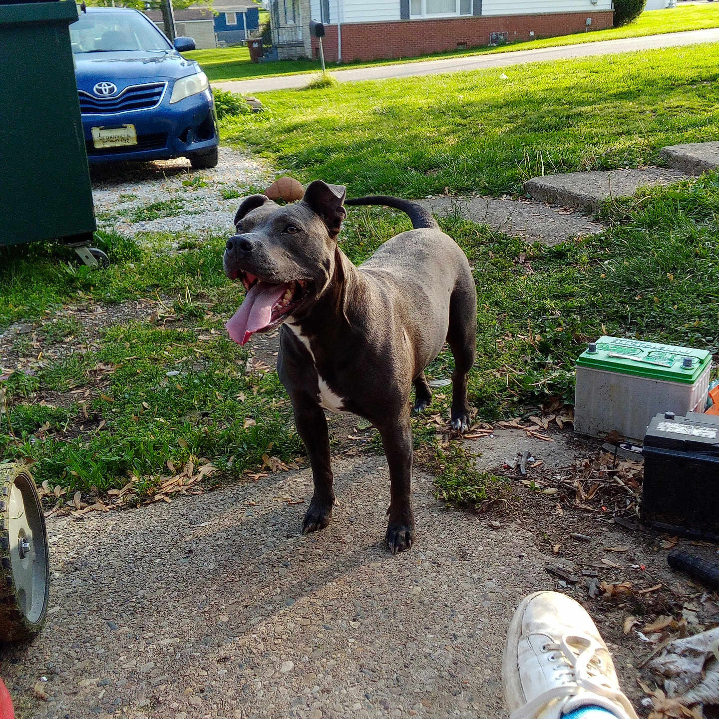 Mia is registered to the contest to win money with this photo: battery, black_dog, blue_car, car, concrete_path, daylight, dog, grass, happy, house, nature, outdoor, person_leg, pet, shoe, summer, tongue_out, trash_bin, tree, yard