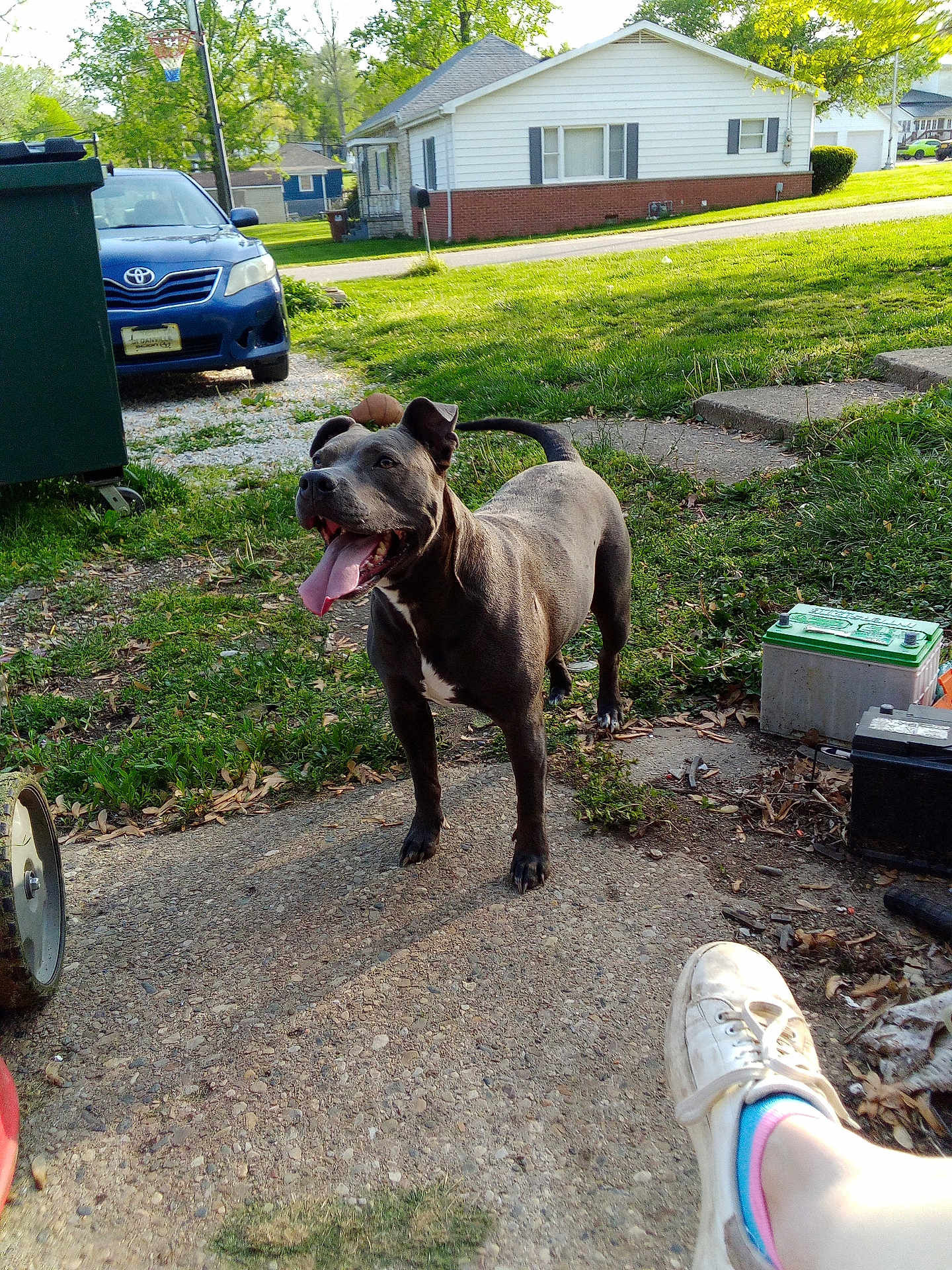Mia is registered to the contest to win money with this photo: dog, black_dog, tongue_out, outdoor, yard, concrete_path, grass, car, blue_car, trash_bin, house, tree, daylight, person_leg, shoe, battery, happy, pet, summer, nature