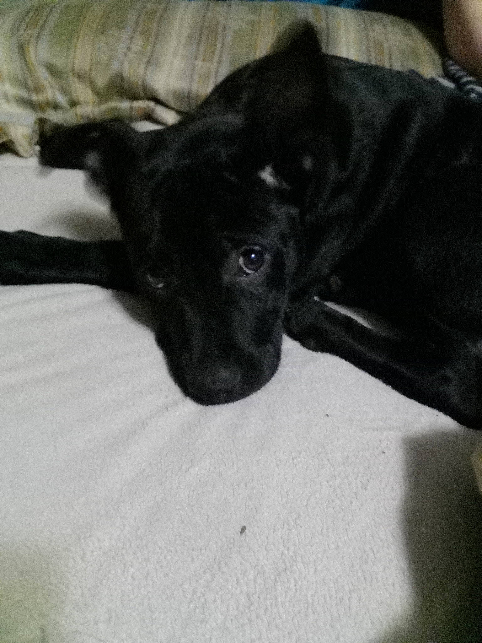 Nova is registered to the contest to win money with this photo: borador, canidae, carnivore, comfort, companion_dog, dog, dog_breed, ear, fawn, fur, guard_dog, monochrome_photography, non_sporting_group, puppy, snout, sporting_group, terrestrial_animal, toy_dog, whiskers, working_animal