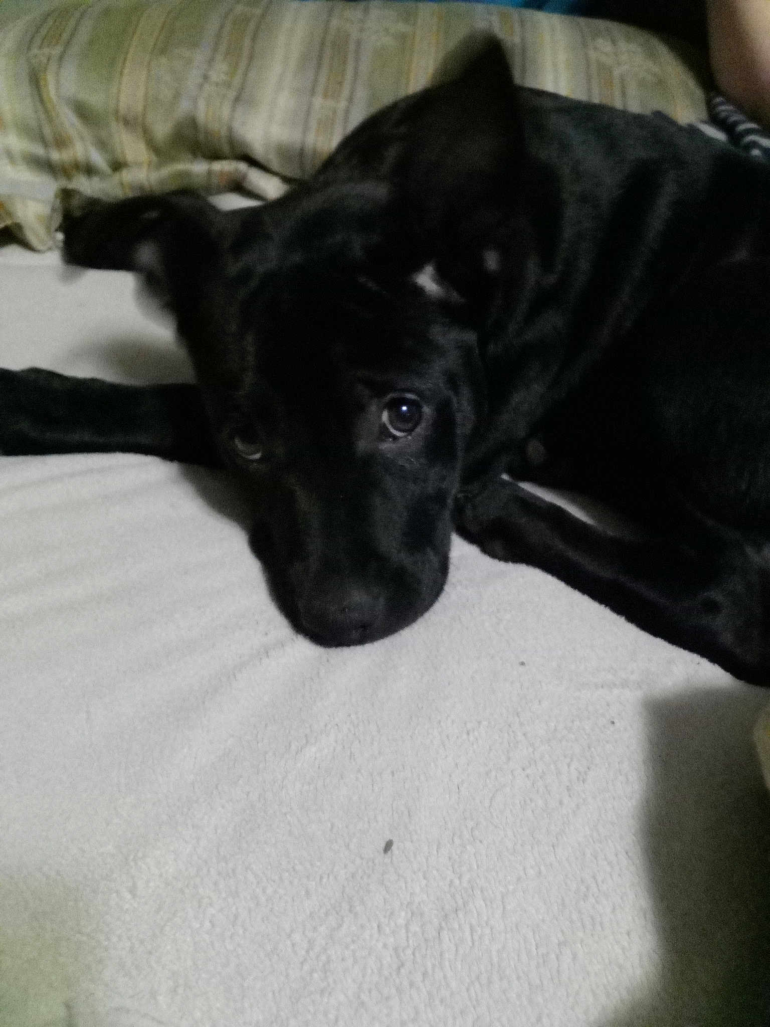 Nova