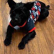 Soldier joined the competition — help win amazing prizes! dog, black_dog, pet, indoor, wooden_floor, sweater, clothing, lying_down, ears_up, curious, mirror, household, floor, room, cozy, small_dog, animal, fur, domestic, companion