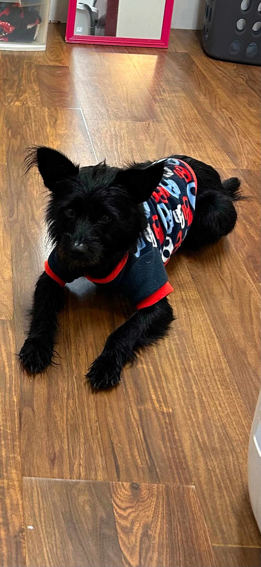 Soldier joined the competition — help win amazing prizes! dog, black_dog, pet, indoor, wooden_floor, sweater, clothing, lying_down, ears_up, curious, mirror, household, floor, room, cozy, small_dog, animal, fur, domestic, companion