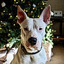dog, white_dog, large_ears, christmas_tree, holiday_lights, indoor, pet, canine, collar, festive, decorations, carpet, portrait, animal, household, calm, seated, holiday, domestic, background